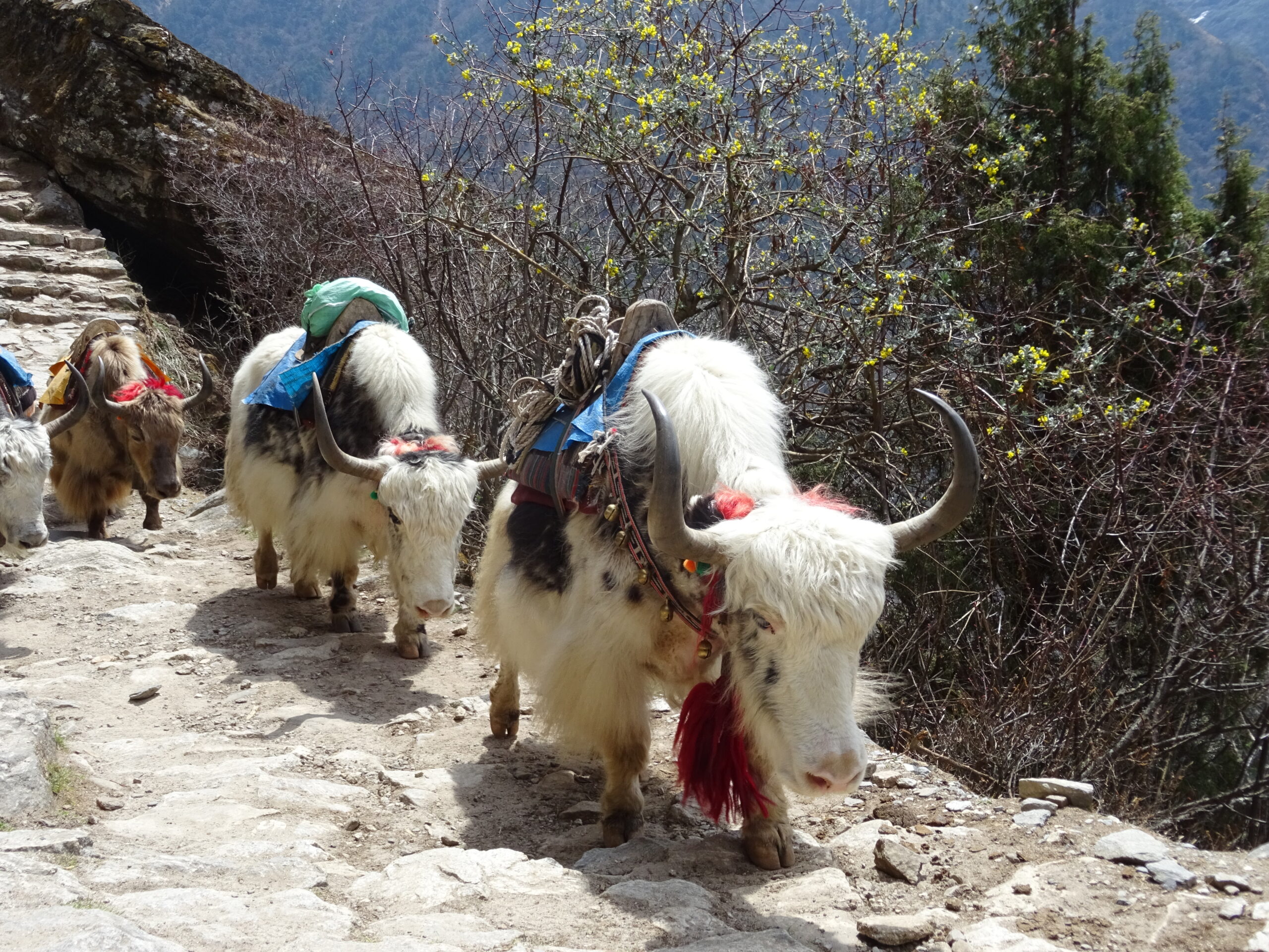 Trekking Everest